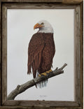 Bald Eagle Print from Nathalie Worthington Bird Collection