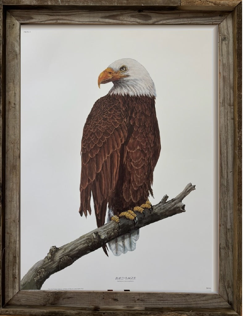Bald Eagle Print from Nathalie Worthington Bird Collection