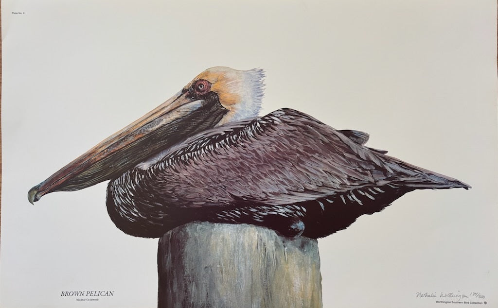 Brown Pelican Print from Nathalie Worthington Bird Collection